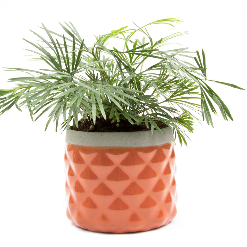 pineapple pots for plants Pina Succulent Planter, Ginger