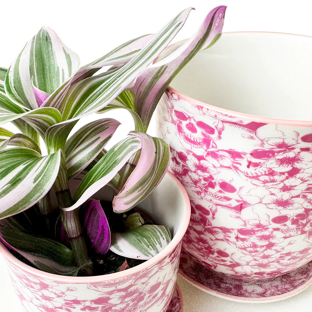 Liberte Porcelain Pot with Saucer: Skulls - Chrysler Museum Shop