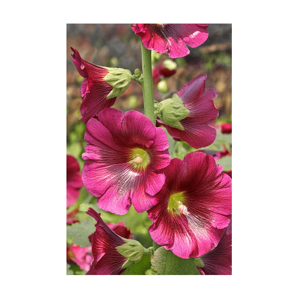 Hollyhock Flower Seeds Packet