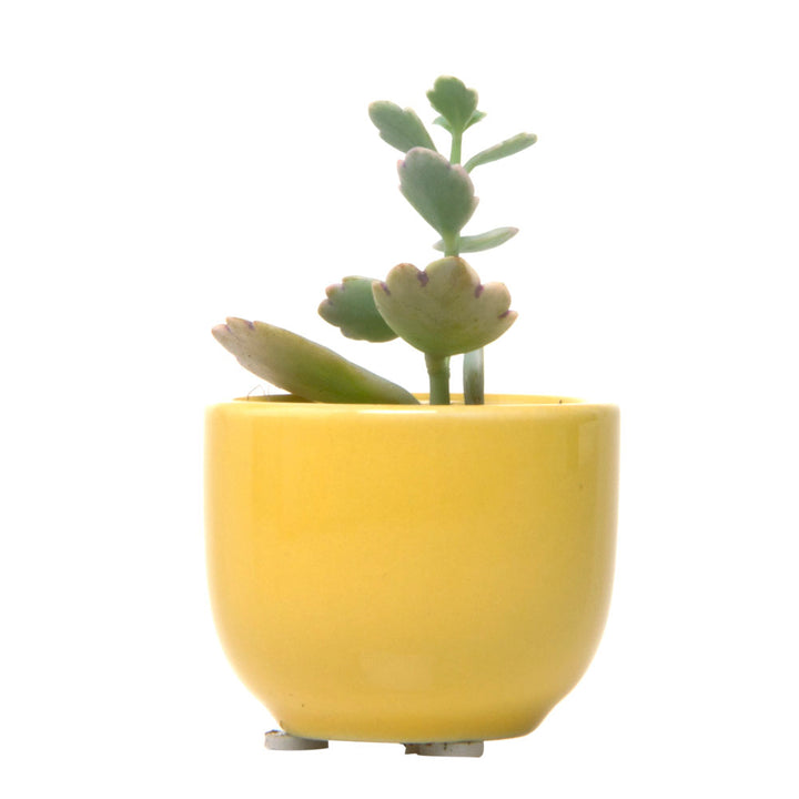 Succulent Cups - Chrysler Museum Shop