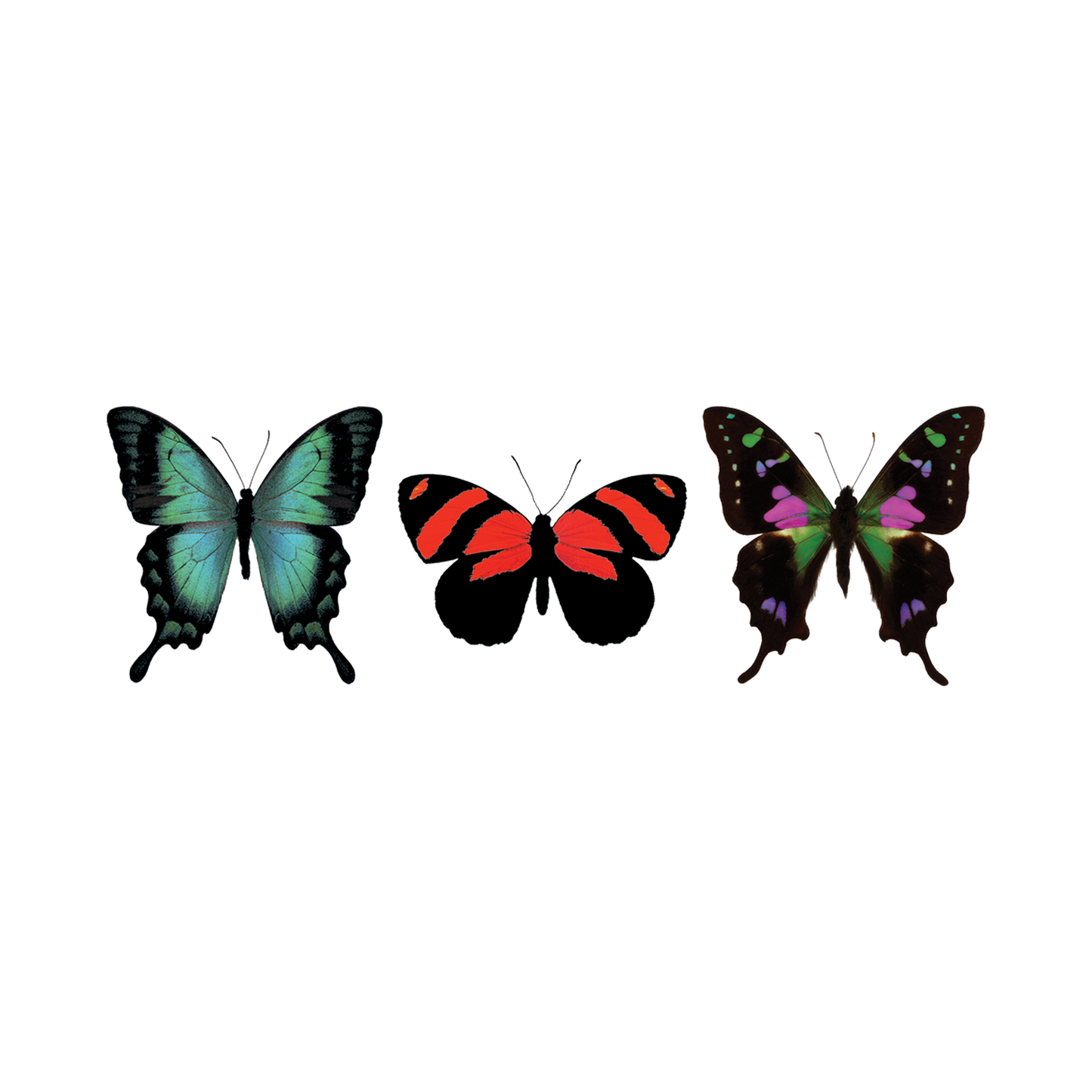 Three colorful butterflies on a white background
