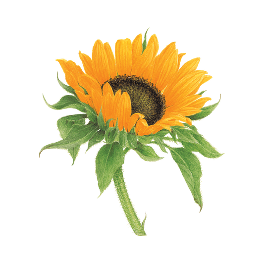 Sunflower Temporary Tattoos