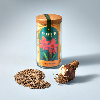 Amaryllis Bulb Kit