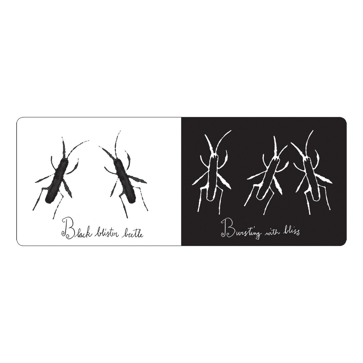 Two black and white illustrations of beetles on a white background