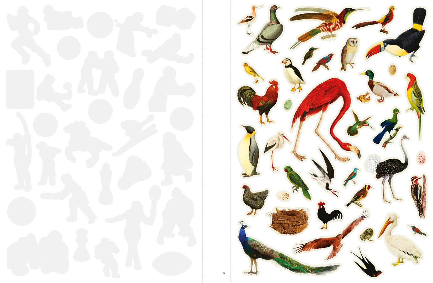 Collection of various bird illustrations on a white background