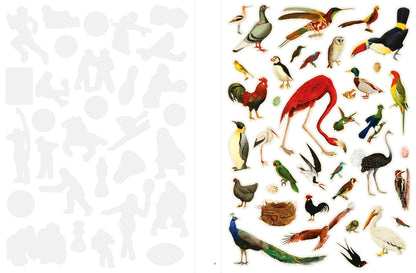 Collection of various bird illustrations on a white background