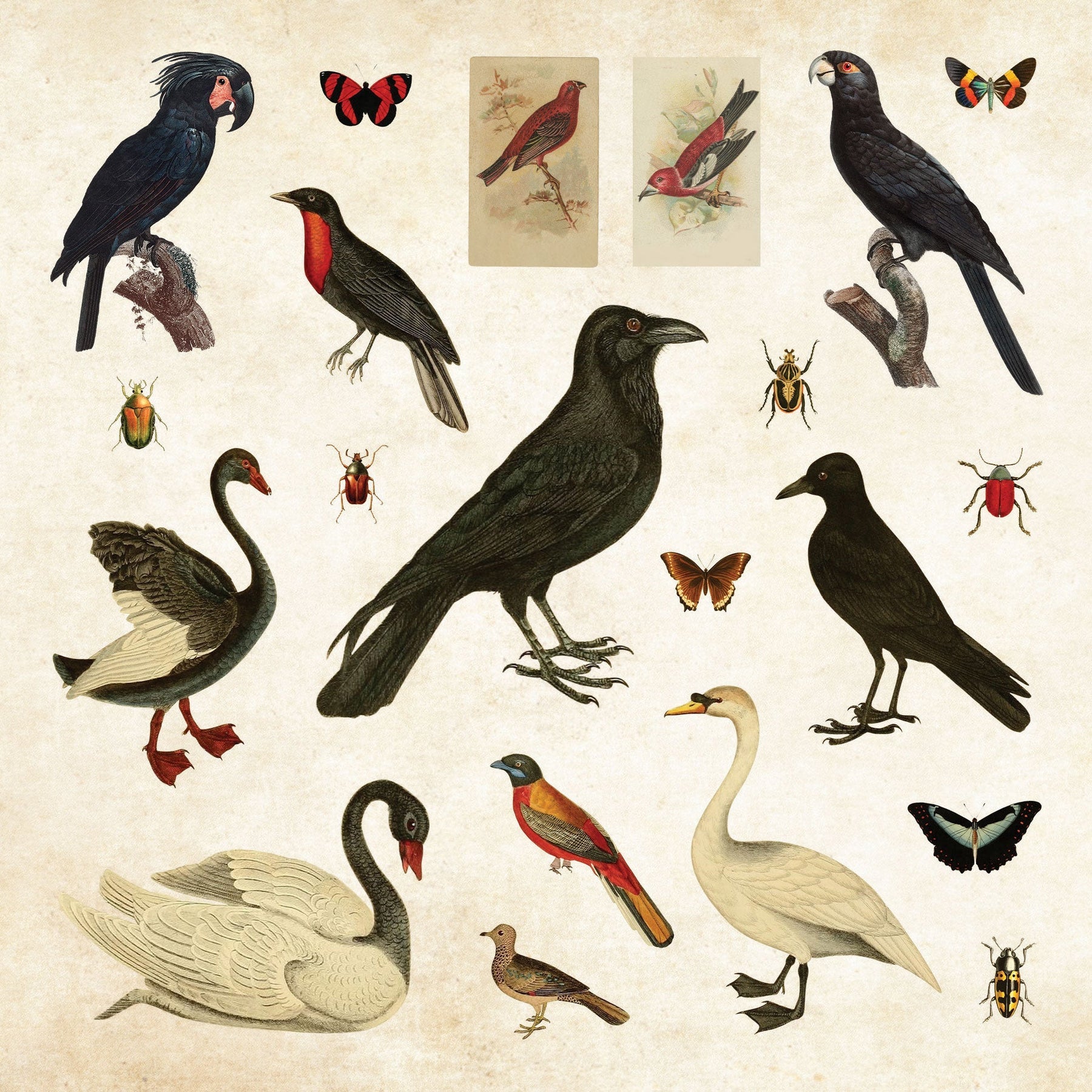 Mystical Ephemera! An Enchanting Vintage Sticker Book (Birds)