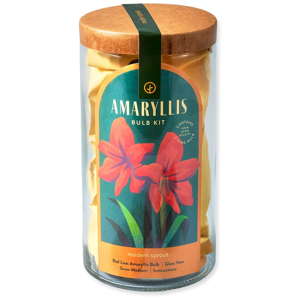Amaryllis Bulb Kit