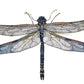 Blue Dragonfly Objet d'Art