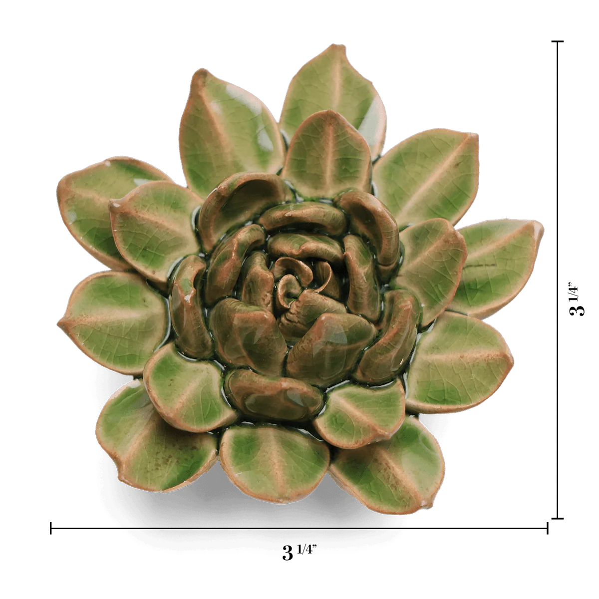 Green ceramic succulent plant with measurements on a white background