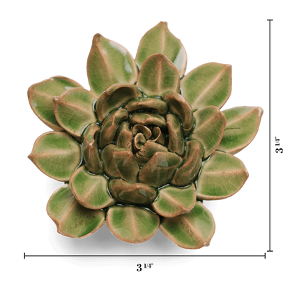 Green ceramic succulent plant with measurements on a white background