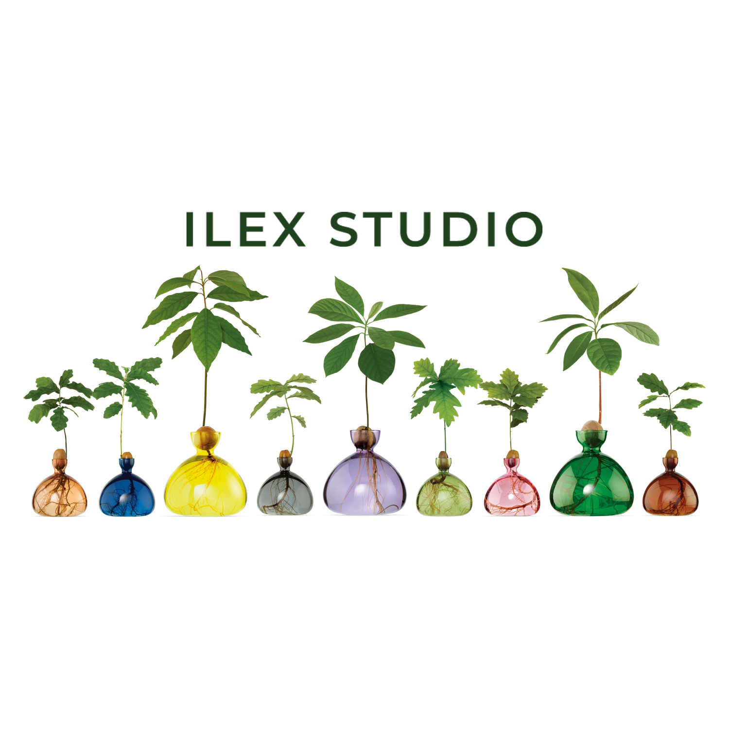 Ilex Studio