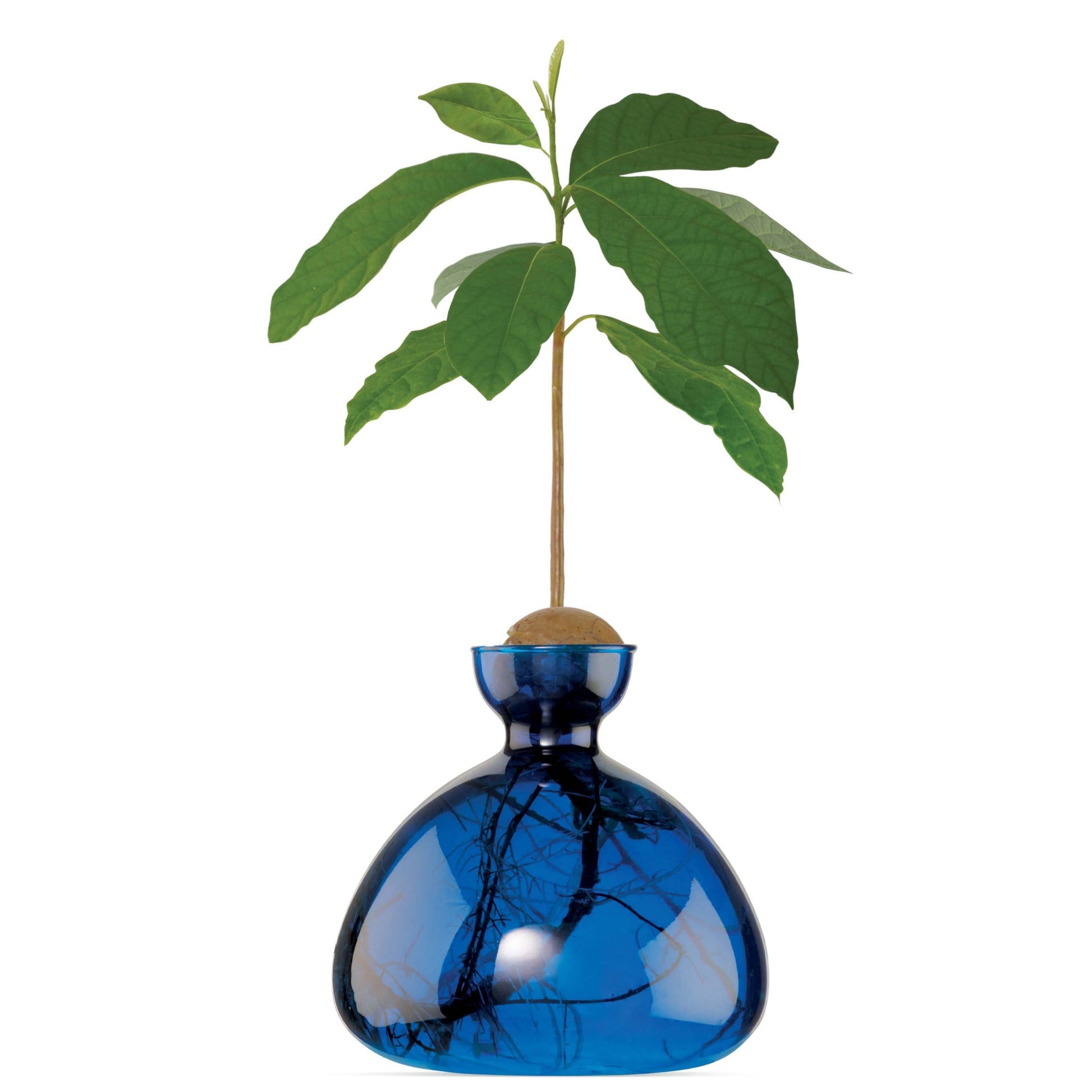 Blue glass vase with a small plant on a white background