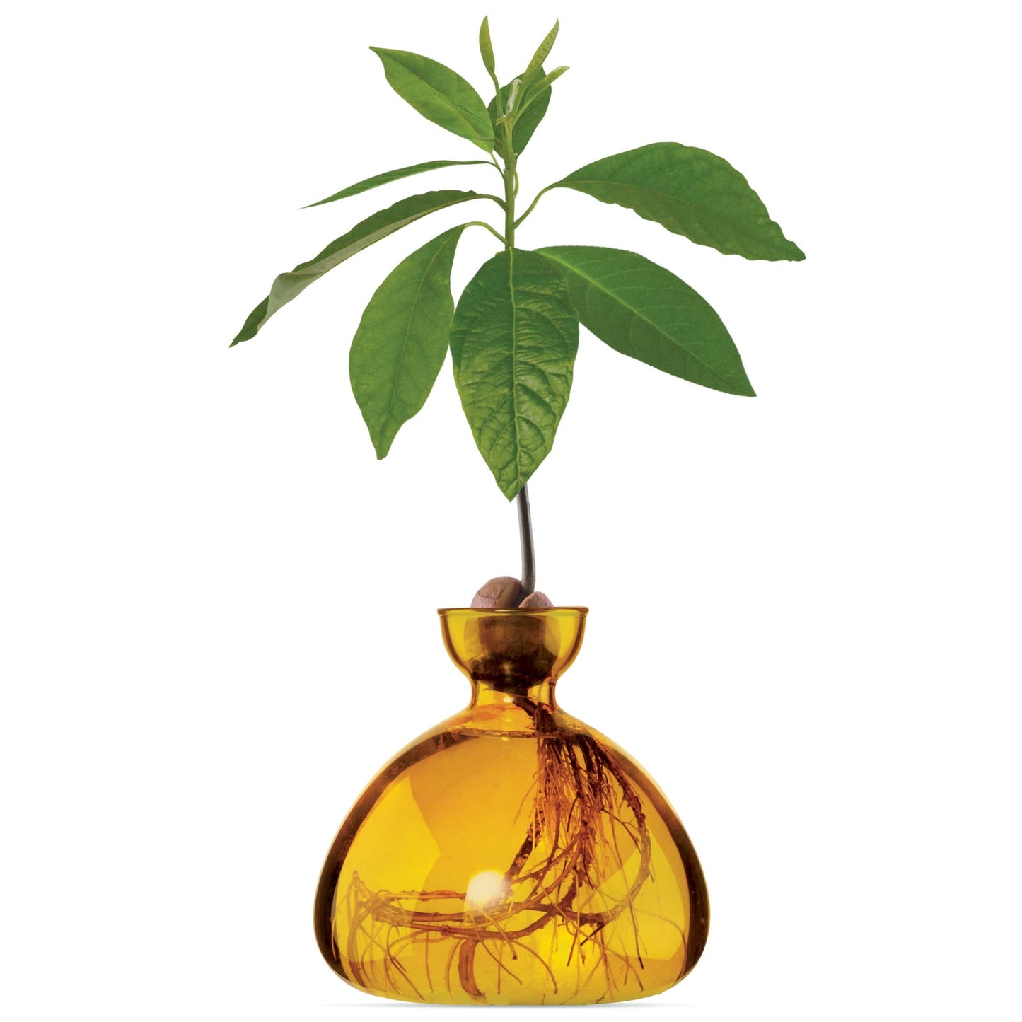 Amber glass vase with a small plant inside on a white background