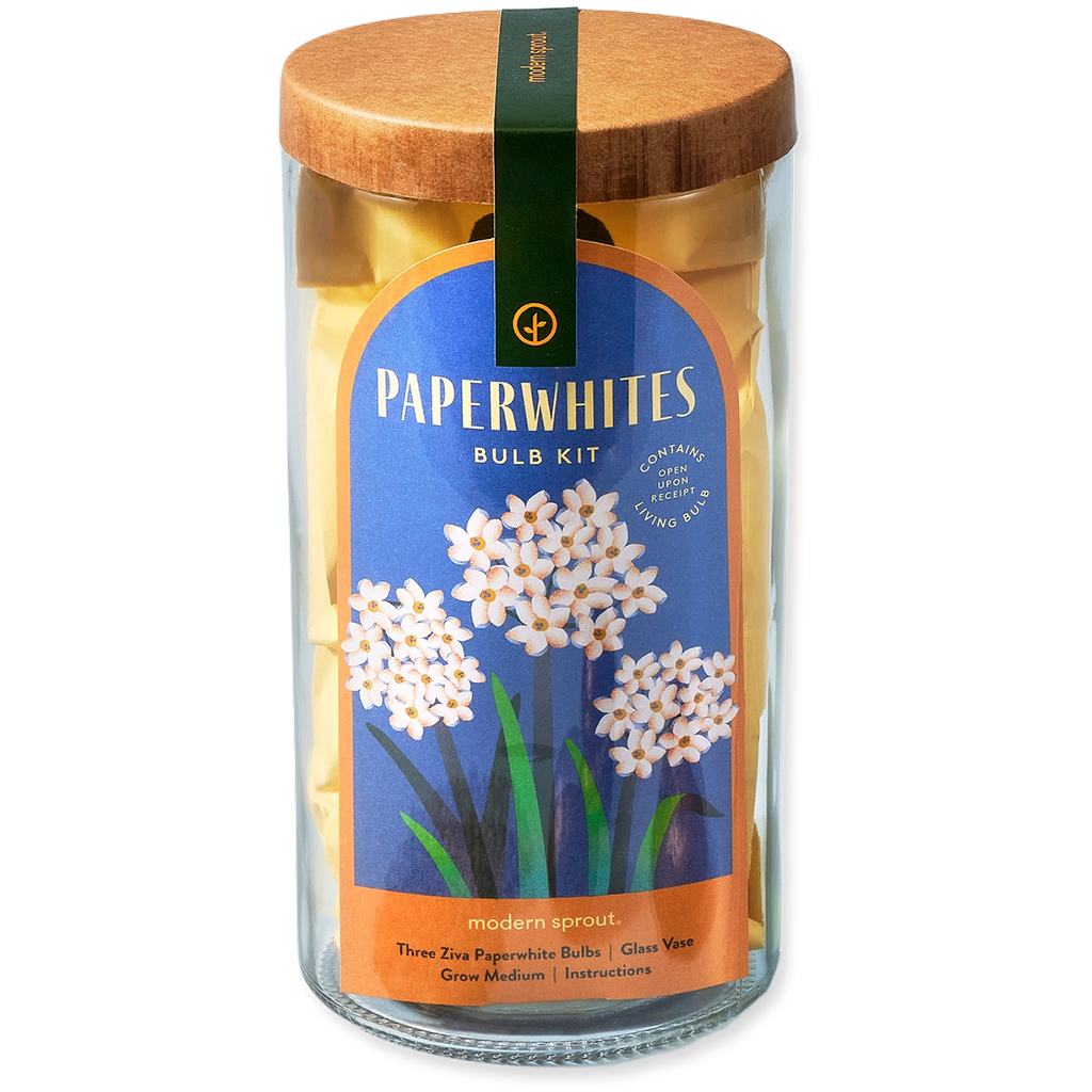 Paperwhites bulb kit packaging with wooden lid on a white background