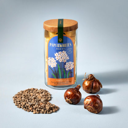 Glass jar labeled 'Paperwhites' with wooden lid, surrounded by flower bulbs on a light gray background