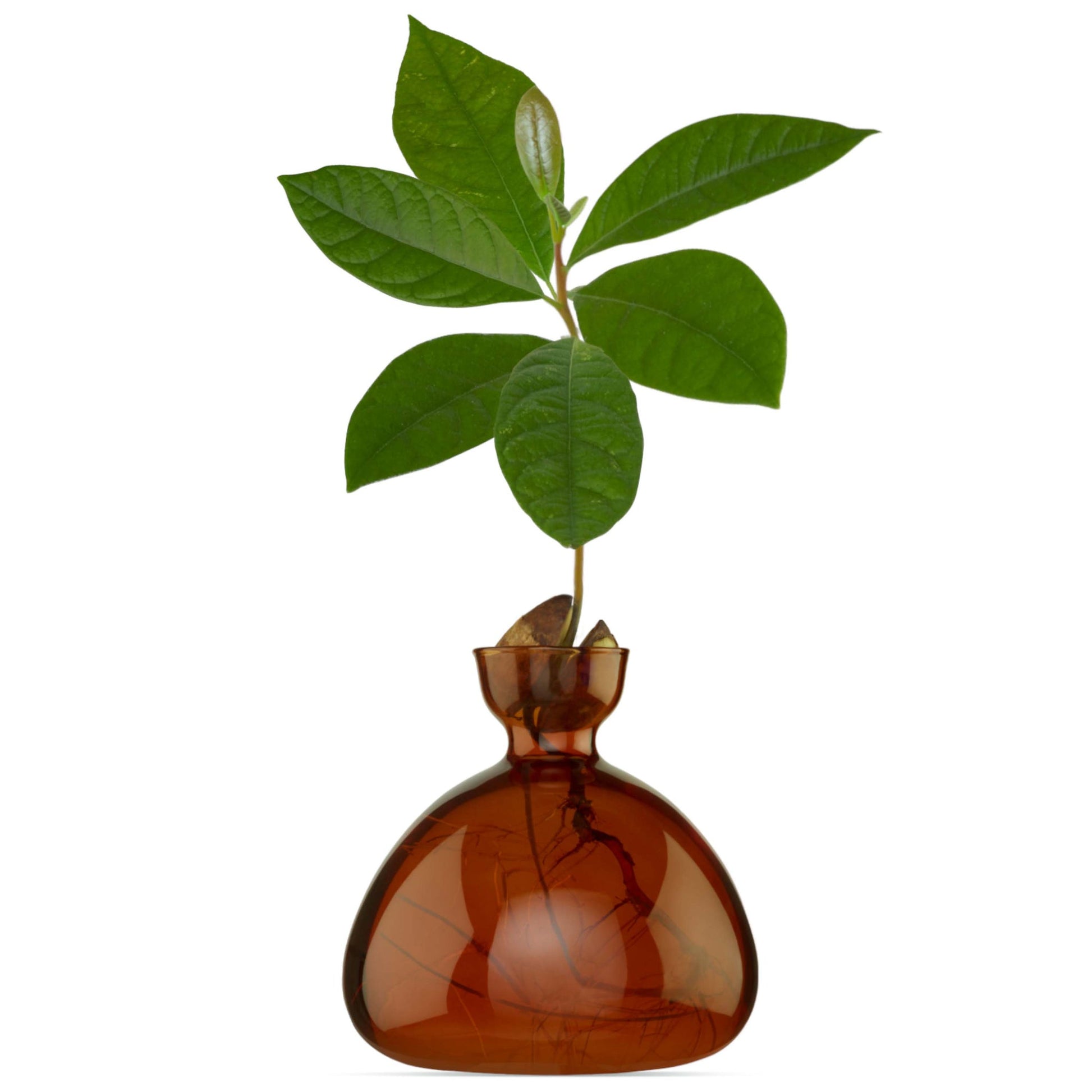 Amber glass vase with a small plant on a white background