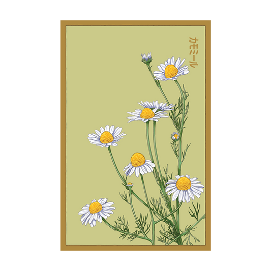 immortelle flower seeds Immortelle Flower Seed Packet – Chrysler Museum of Art