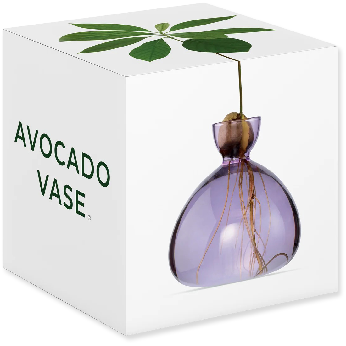 Avocado vase with a plant inside, displayed in packaging.