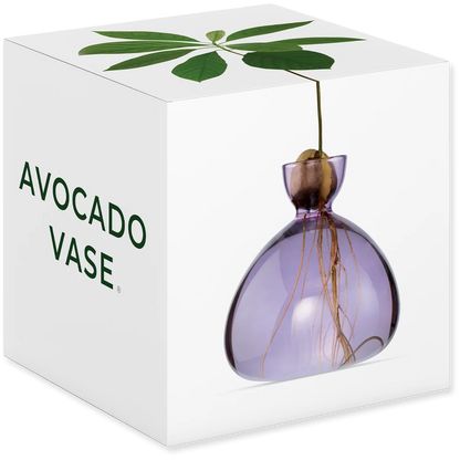 Avocado vase with a plant inside, displayed in packaging.