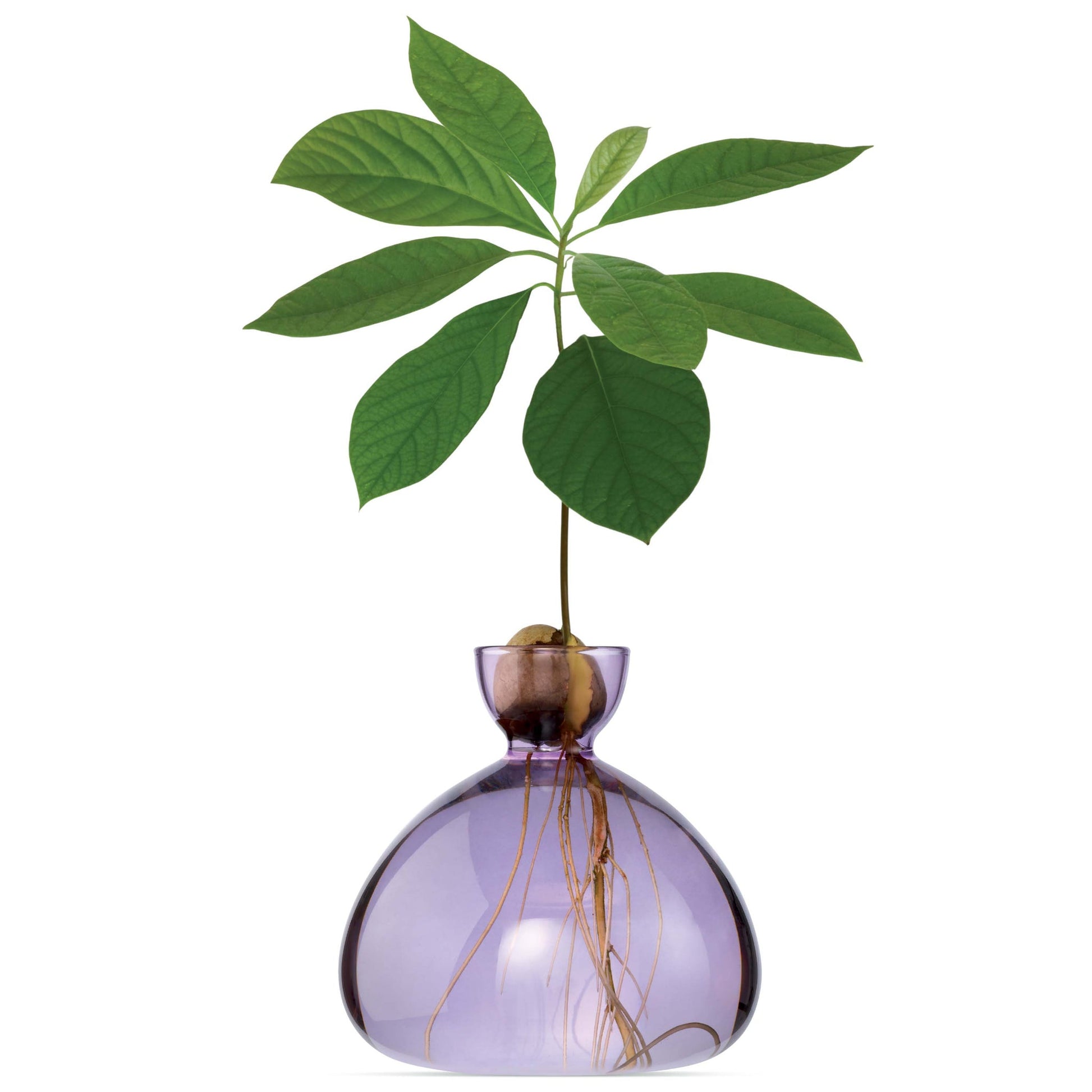 Purple glass vase with a plant inside on a white background