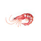 True Shrimp Embroidered Brooch
