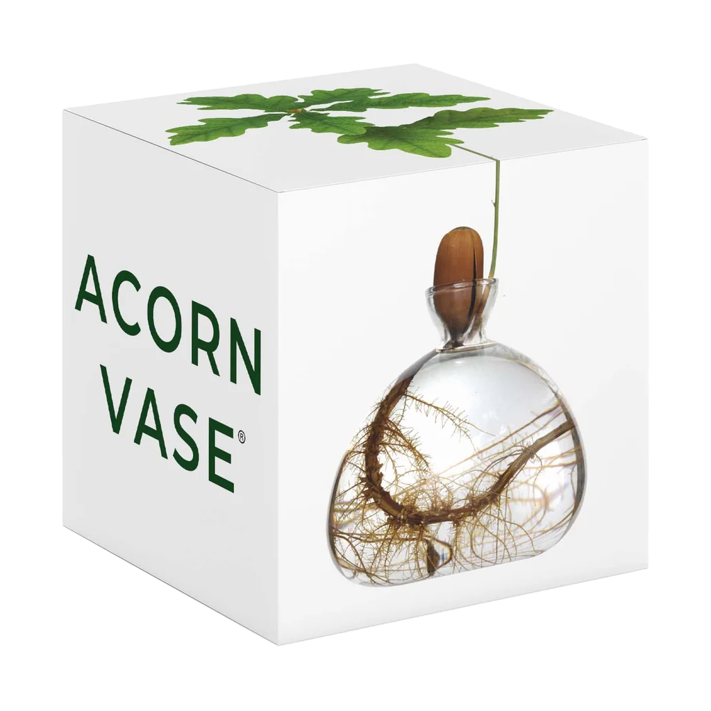 Acorn vase with packaging displaying 'Acorn Vase' branding.