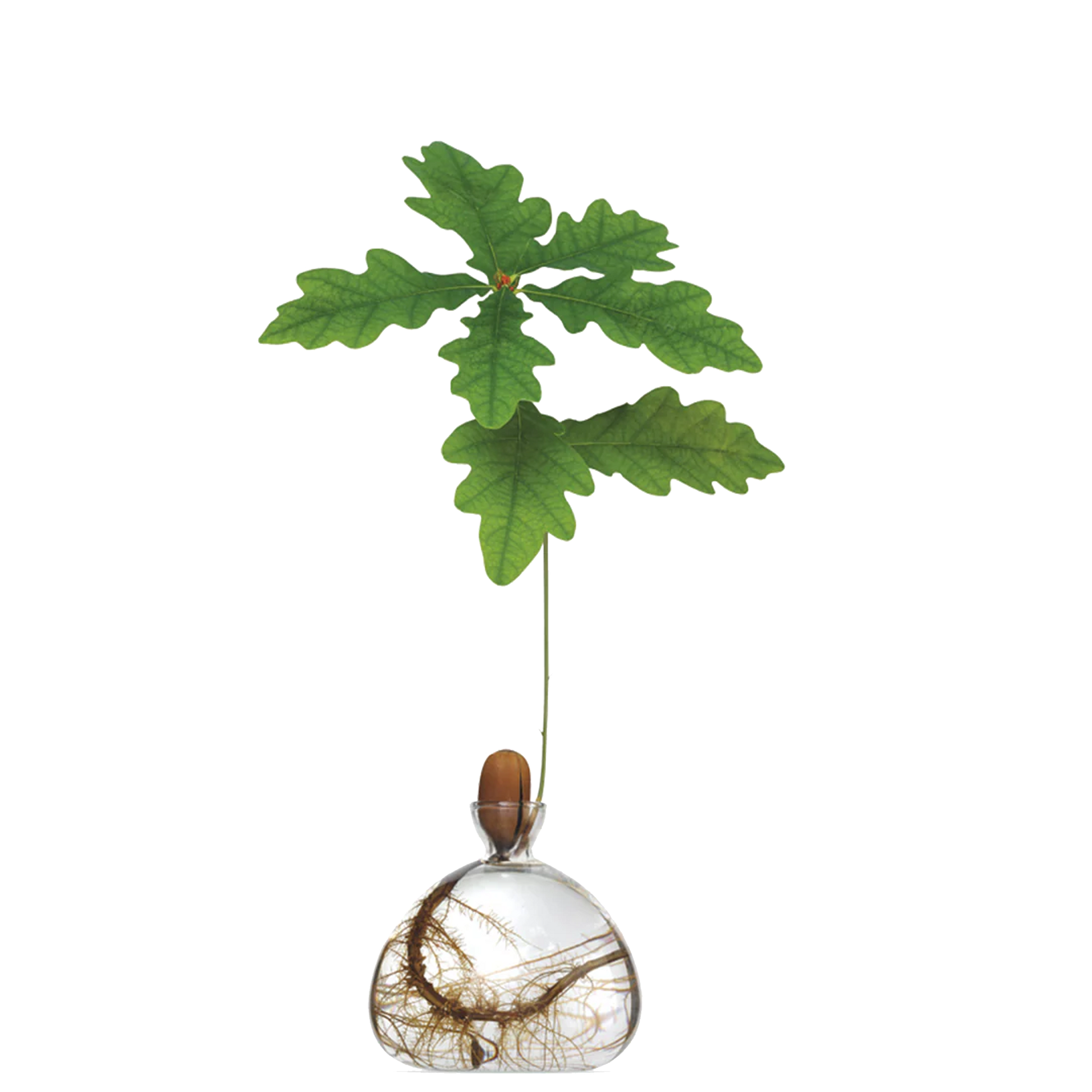Decorative vase with green leaves on a white background