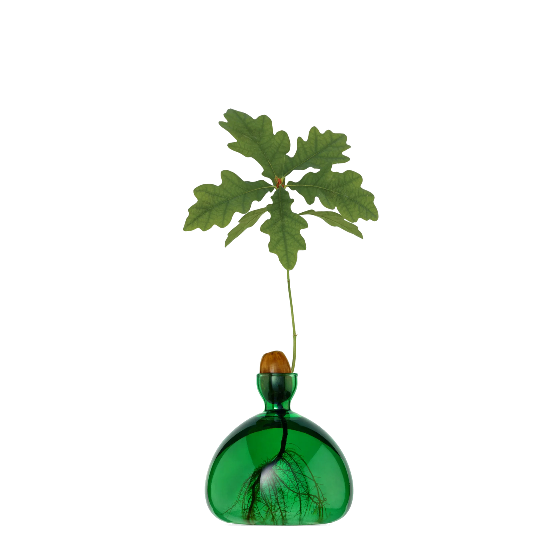 Green glass vase with a plant on a white background