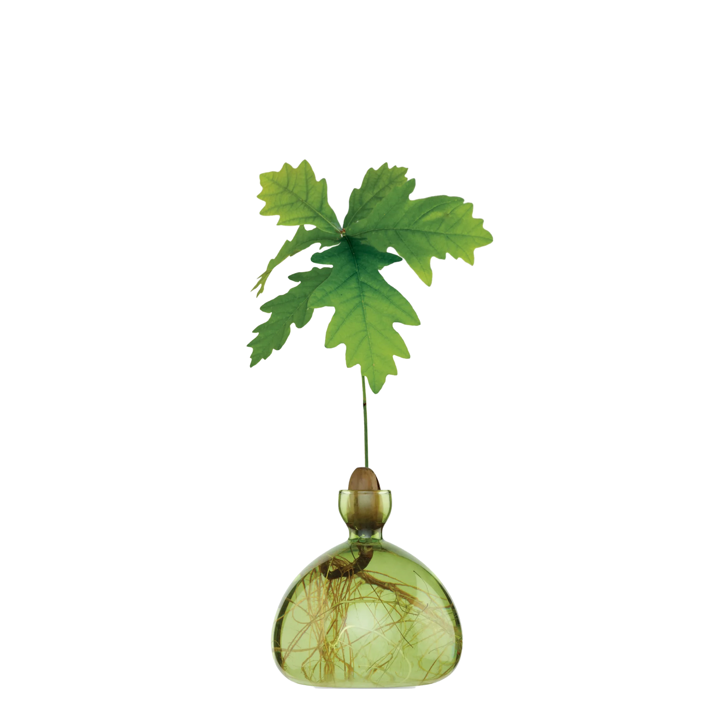 Decorative glass vase with green leaves on a white background