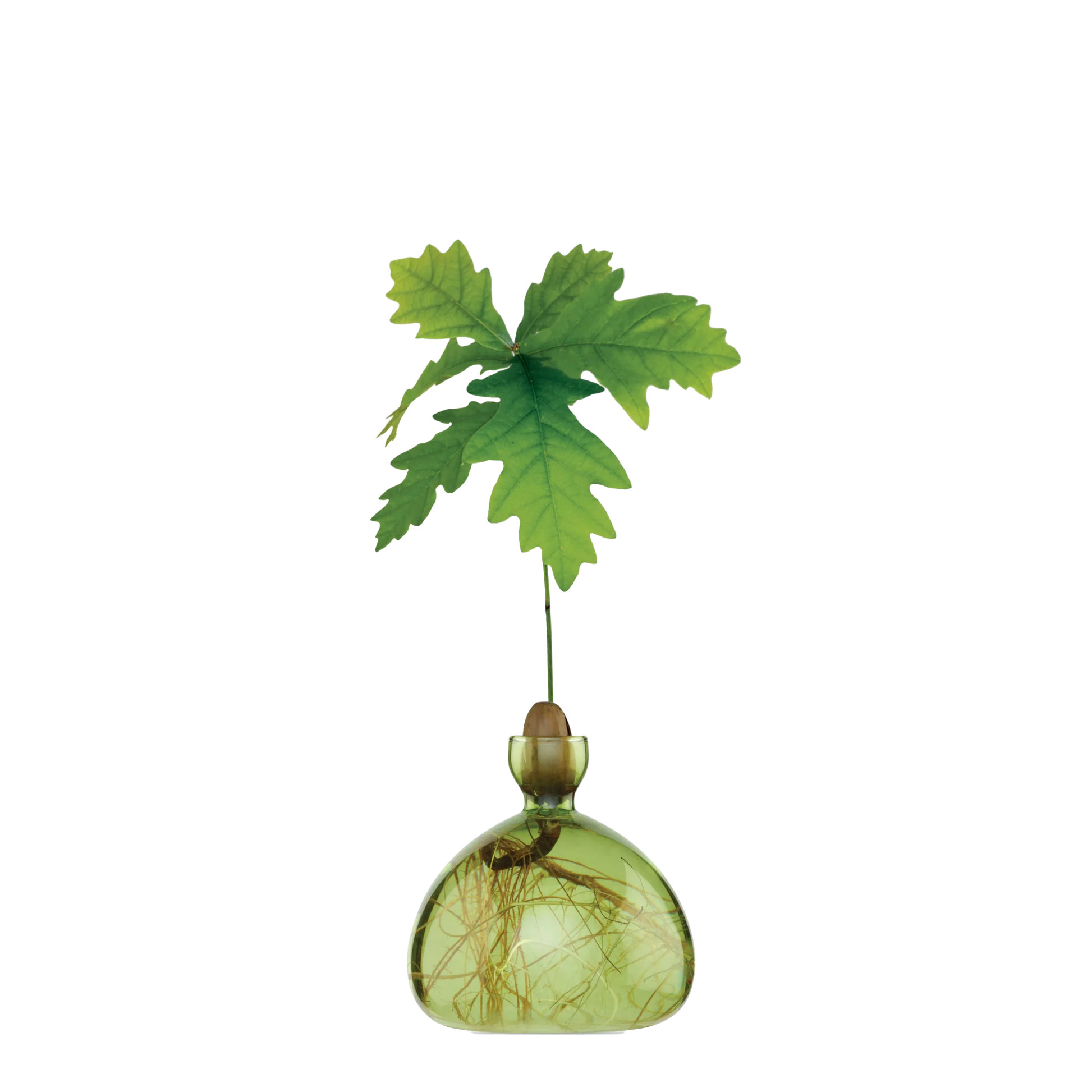 Decorative glass vase with green leaves on a white background