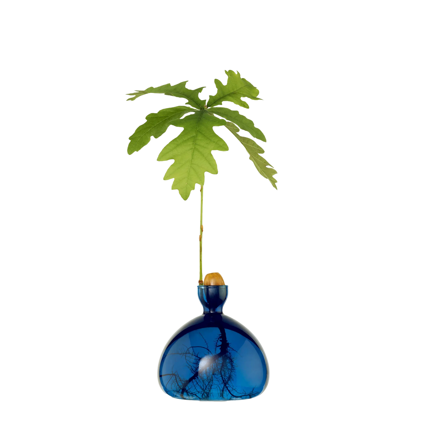 Blue glass vase with a plant on a white background