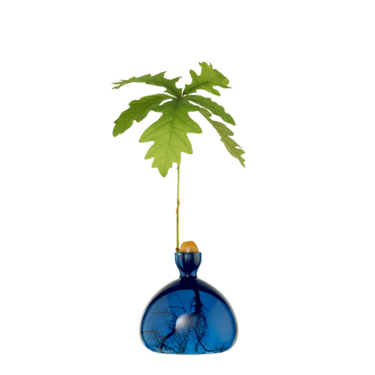 Blue glass vase with a plant on a white background