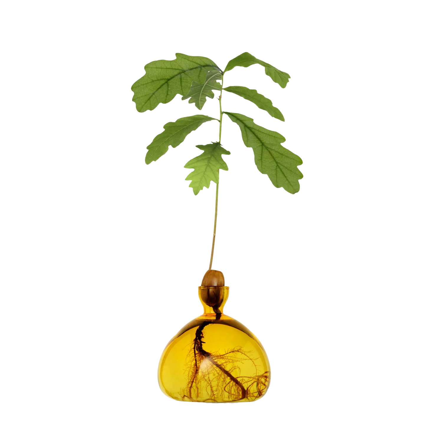 Yellow glass vase with a plant growing out of it on a white background