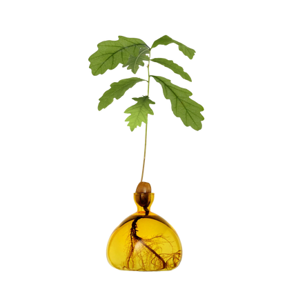 Yellow glass vase with a plant growing out of it on a white background