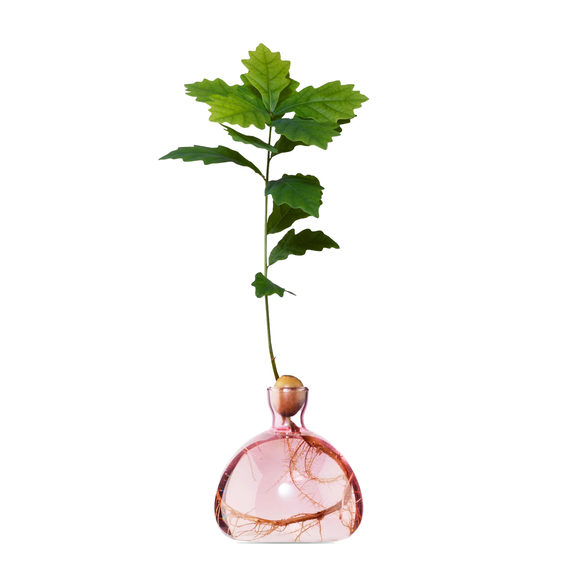 Pink glass vase with a plant on a white background