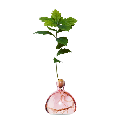 Pink glass vase with a plant on a white background