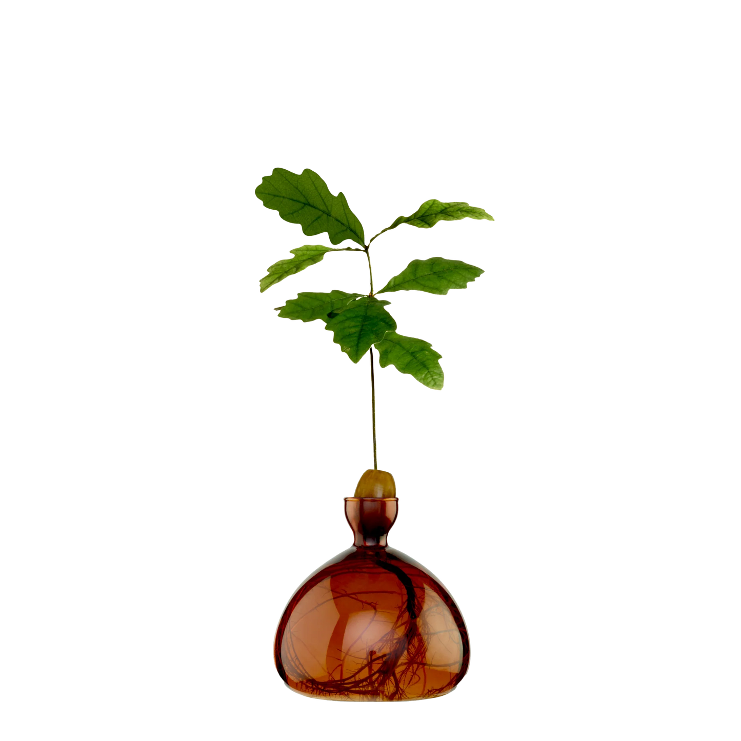 Brown glass vase with a small green plant on a white background