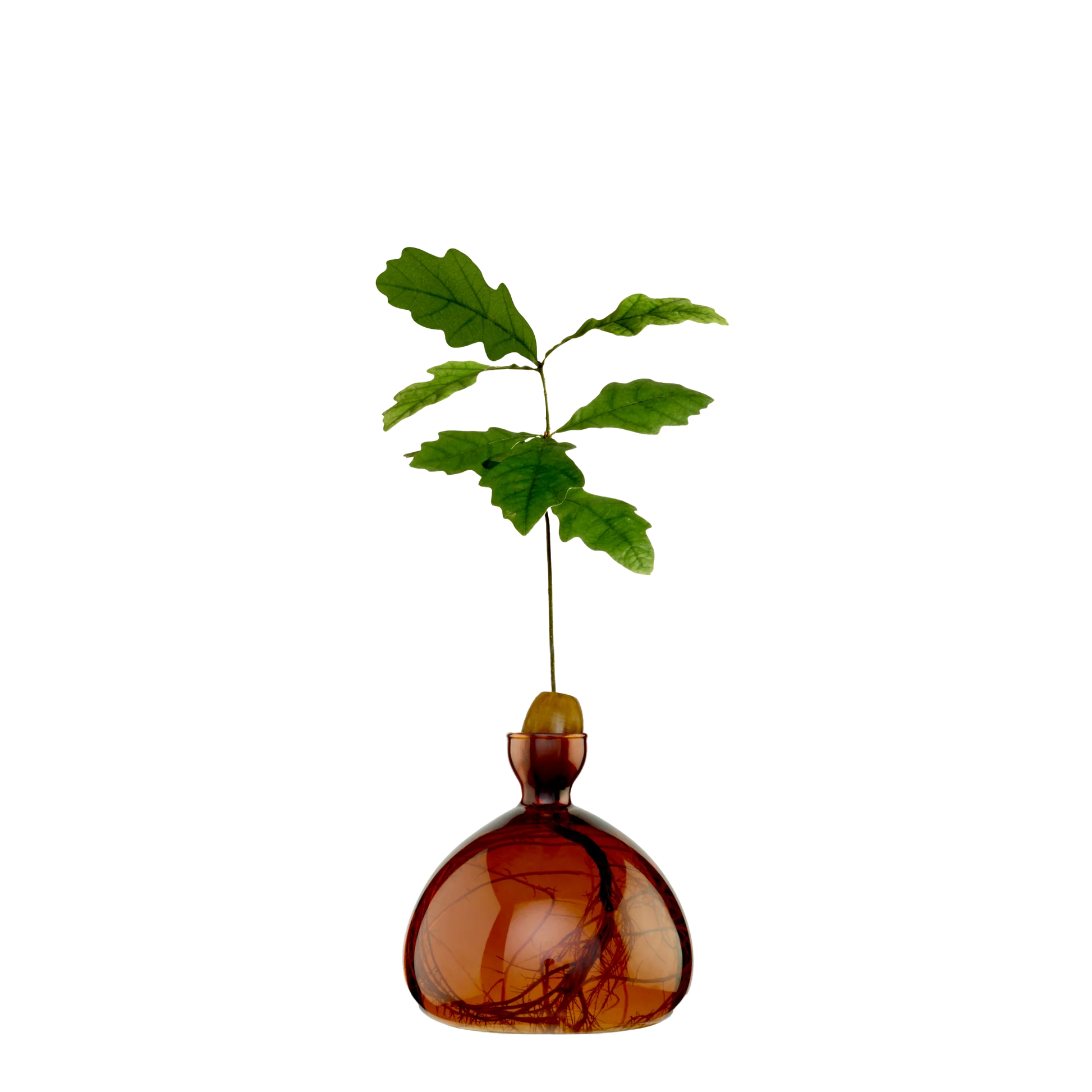 Brown glass vase with a small green plant on a white background