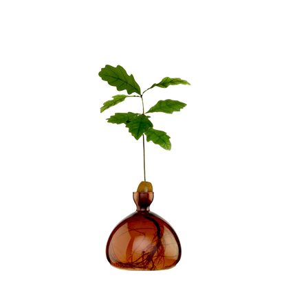 Brown glass vase with a small green plant on a white background