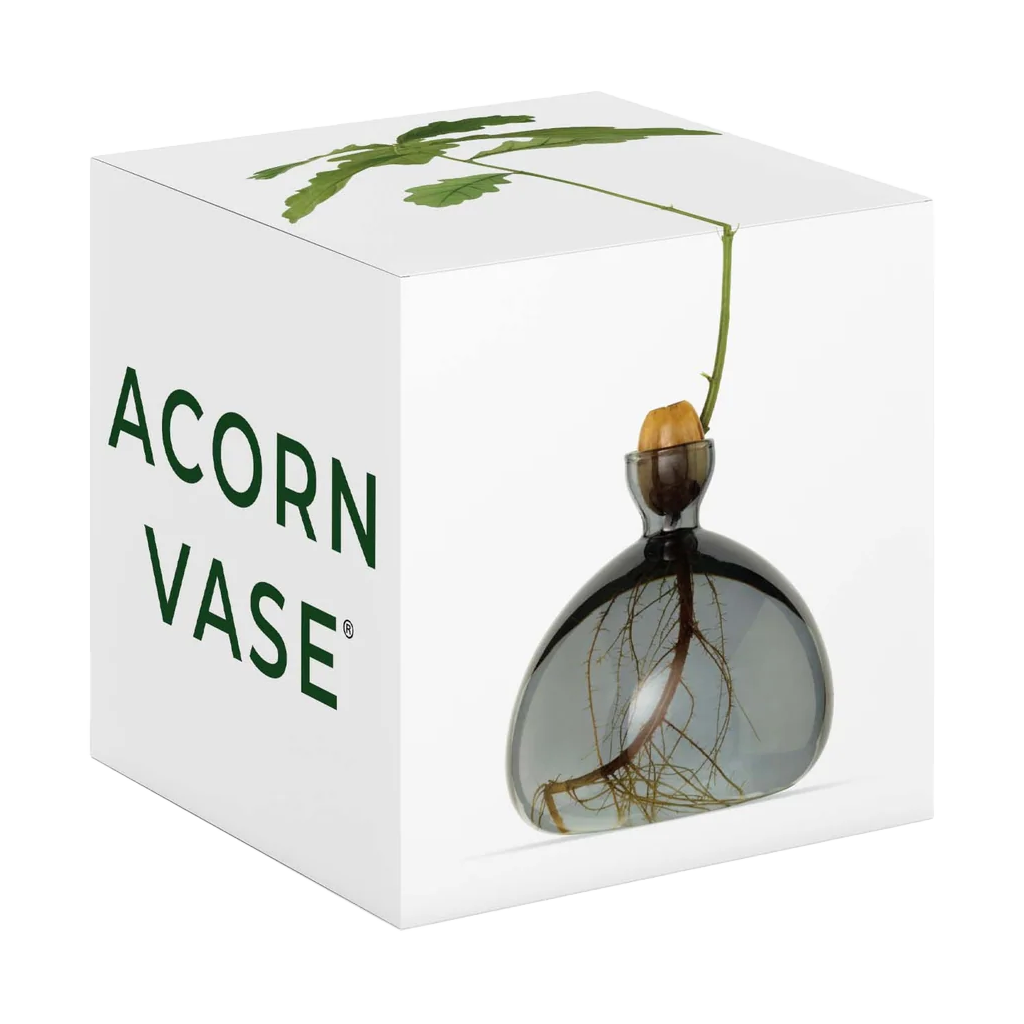 Acorn vase in packaging with visible brand name on a white background