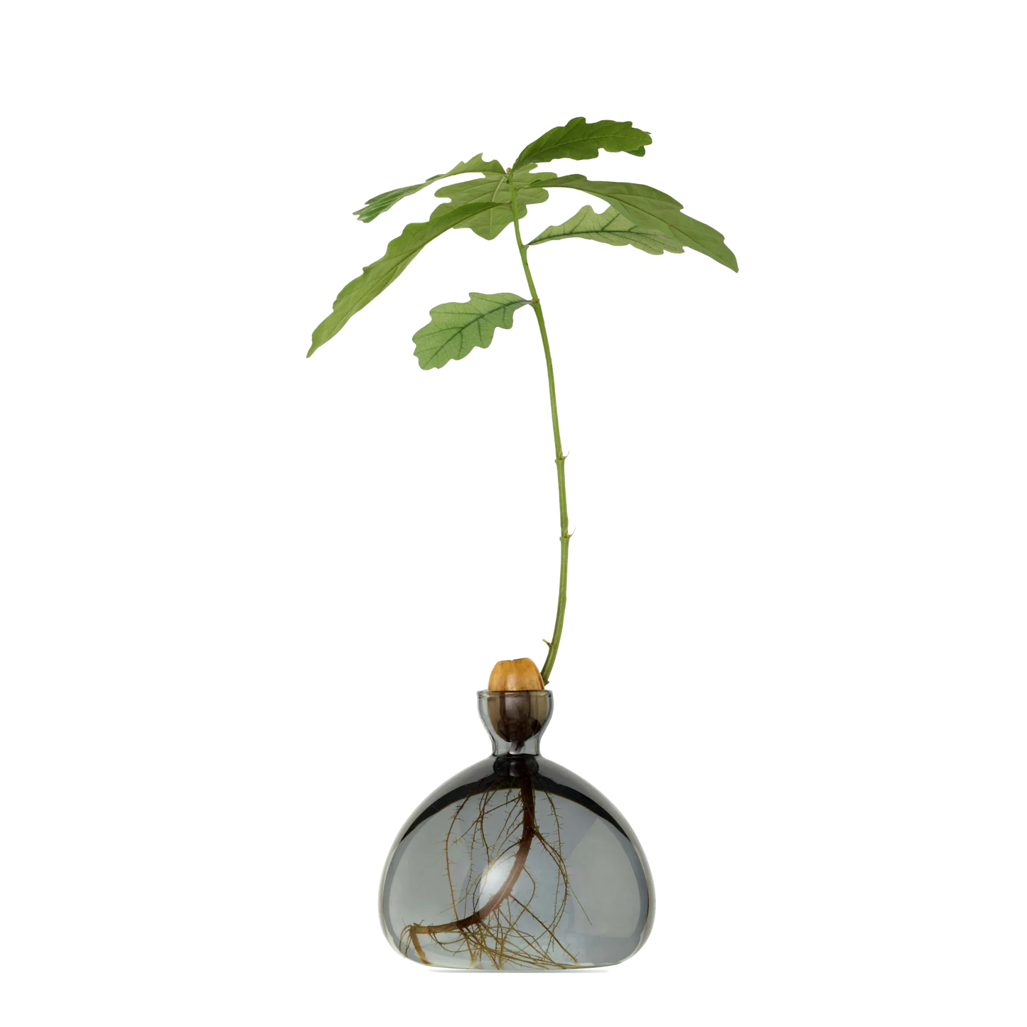 Glass vase with a plant on a white background