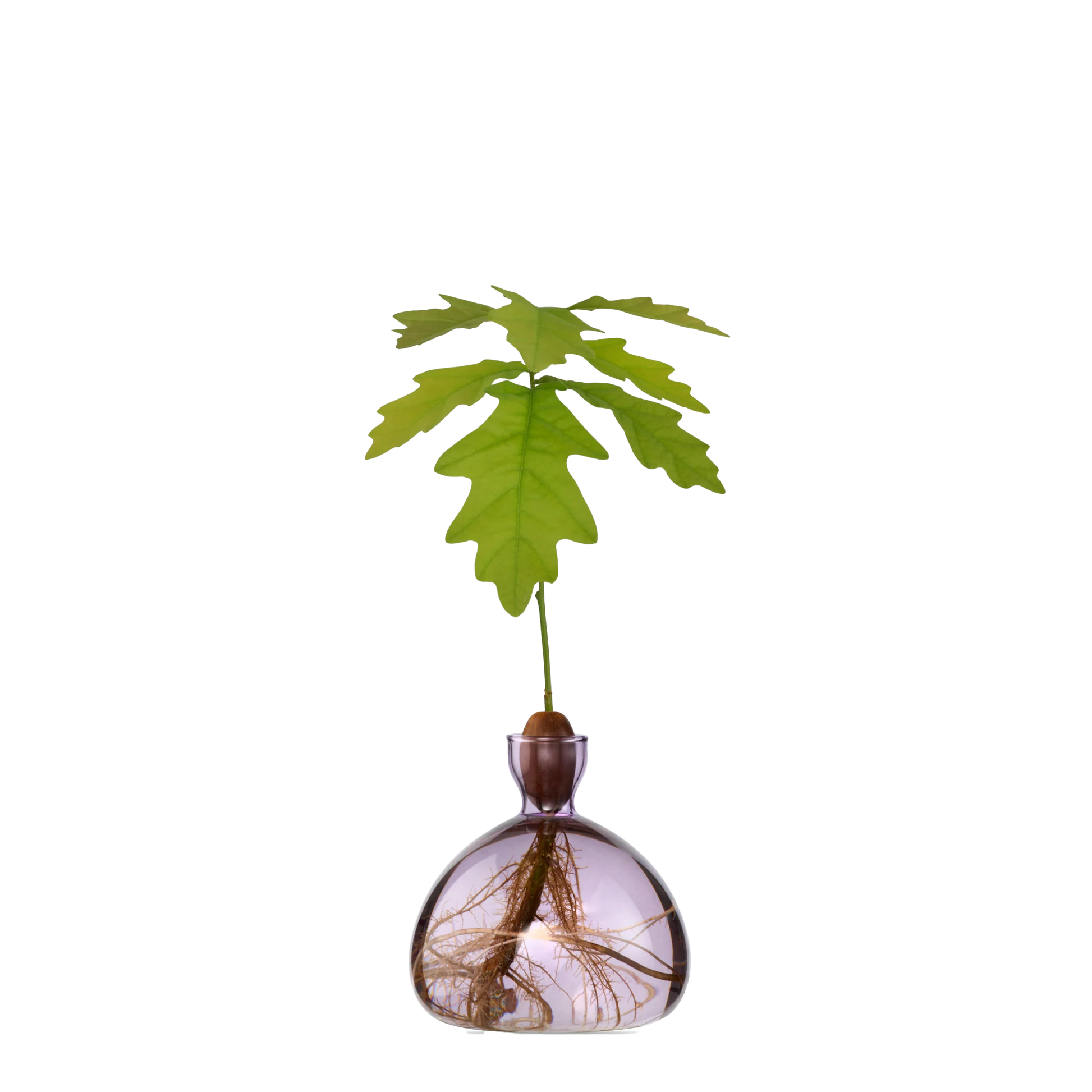 Glass vase with a small plant on a white background
