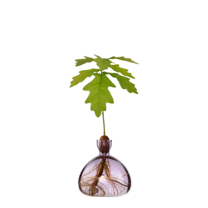 Glass vase with a small plant on a white background
