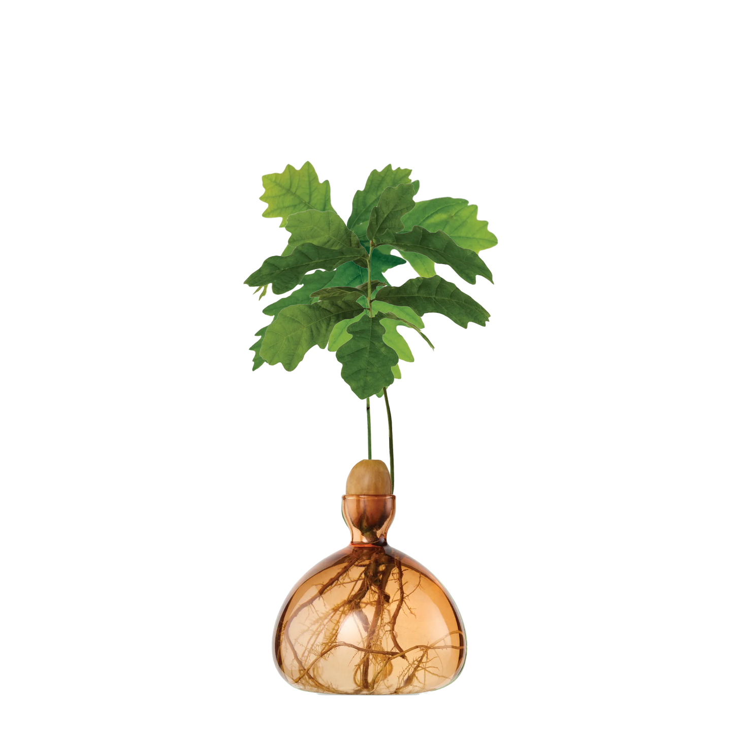 Decorative glass vase with a plant on a white background