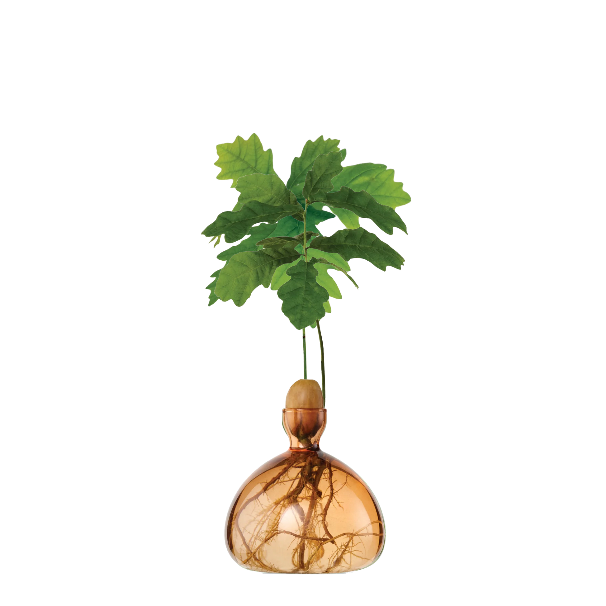 Decorative glass vase with a plant on a white background