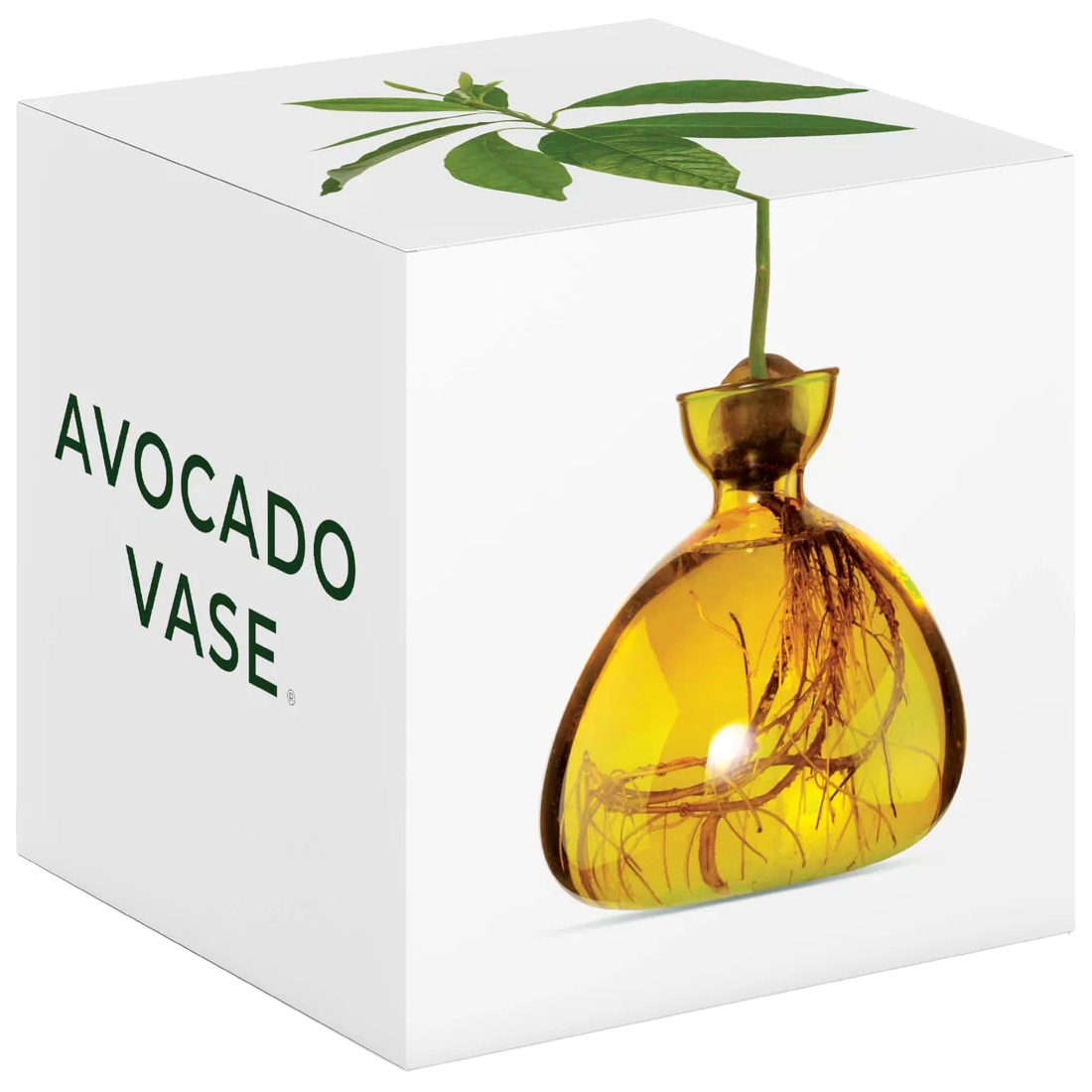 Avocado-shaped vase with roots and leaves on a white box labeled 'Avocado Vase'.