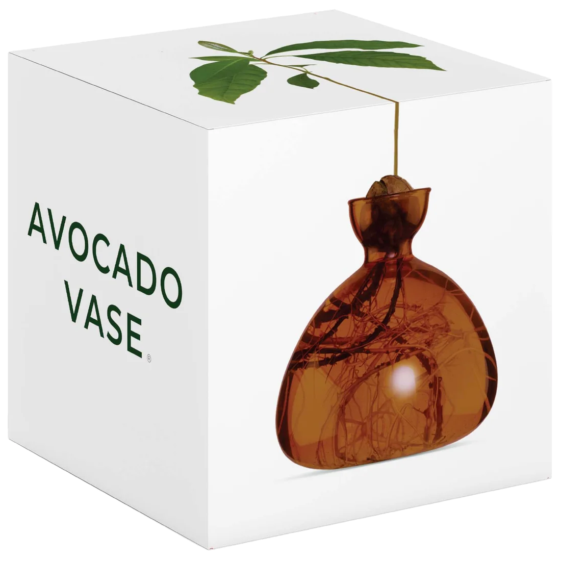 Avocado-shaped vase on a white box with 'Avocado Vase' text