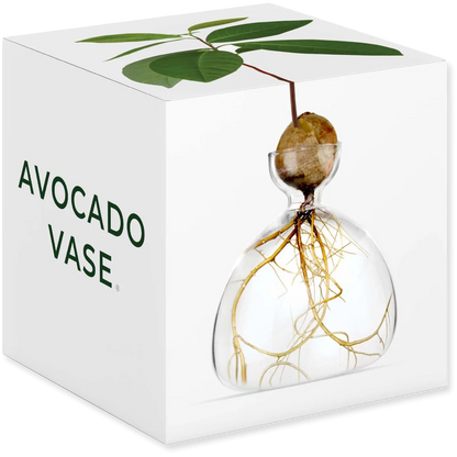 Avocado vase with roots in a clear container on a white background