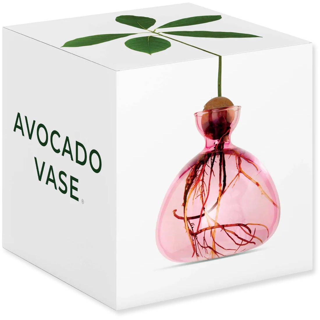 Avocado vase with visible roots in a clear box labeled 'Avocado Vase'.